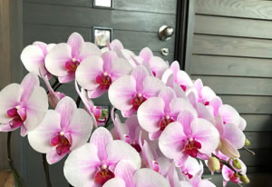 ピンクの胡蝶蘭の花の写真